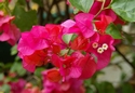 IMGP8840 (761x525, 137kb)