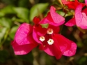 IMGP8841 (707x525, 84kb)