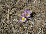 crocuses (1024x768, 324kb)