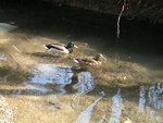 ducks_queens_park (1024x768, 162kb)