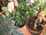 flower_pots (1024x768, 200kb)