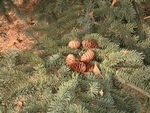 pine_cones (1024x768, 253kb)