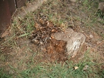 stump (1024x768, 319kb)