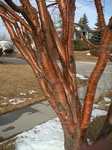 tree_trunk (576x768, 116kb)
