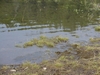 DSC00822 (700x525, 147kb)