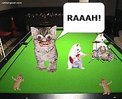 Angry Kittens